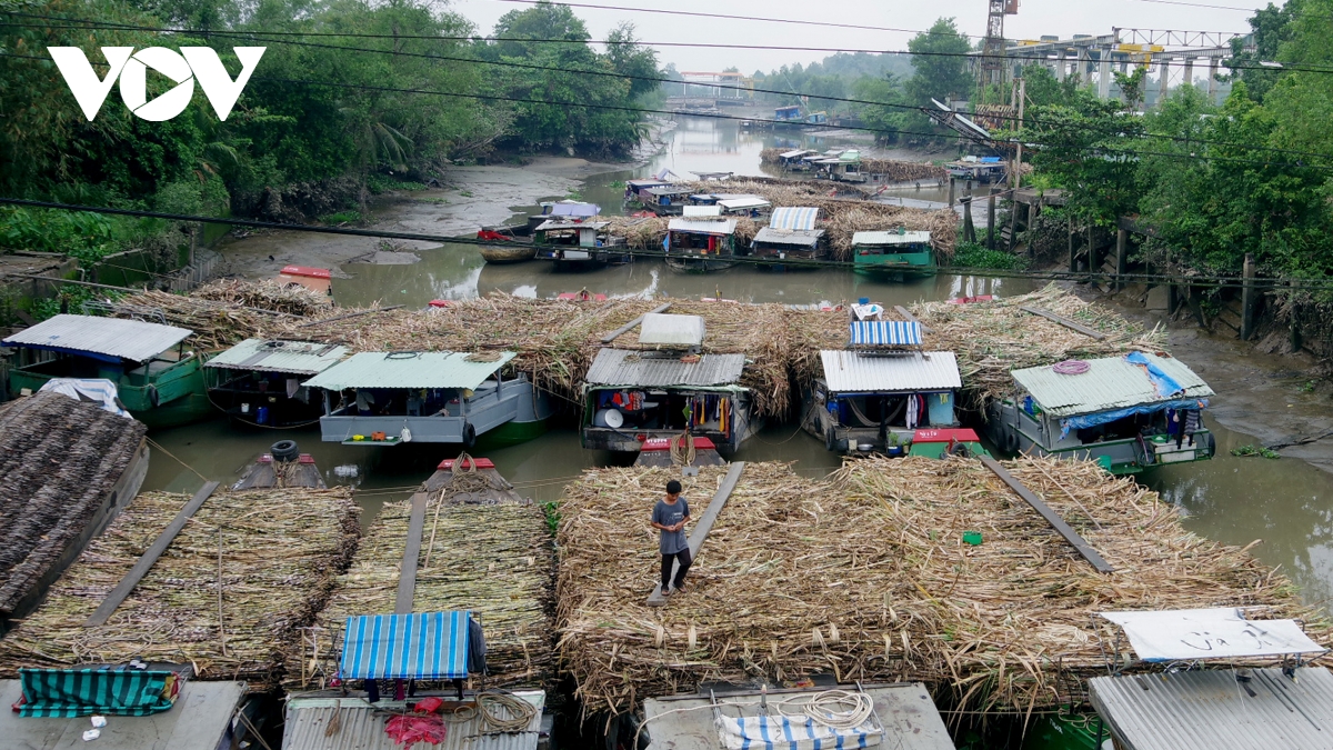 Người trồng mía ở Trà Vinh phấn khởi, doanh nghiệp lo không đủ nguyên liệu- Ảnh 2.