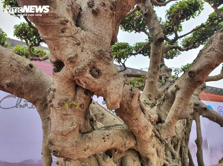 Chiêm ngưỡng ‘siêu cây’ của nghệ nhân Hà Nội, trả bao nhiêu tiền cũng không bán- Ảnh 9.