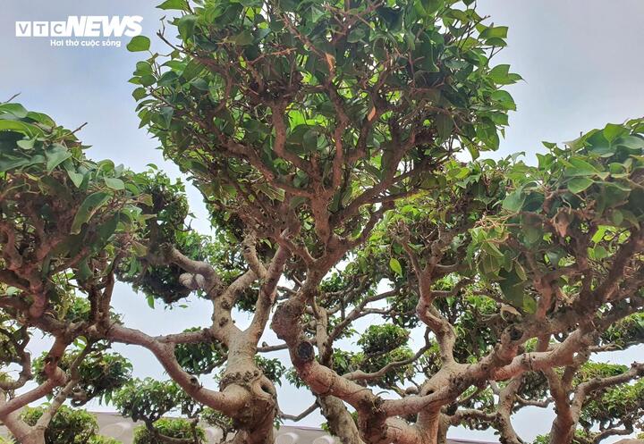 Chiêm ngưỡng ‘siêu cây’ của nghệ nhân Hà Nội, trả bao nhiêu tiền cũng không bán- Ảnh 7.