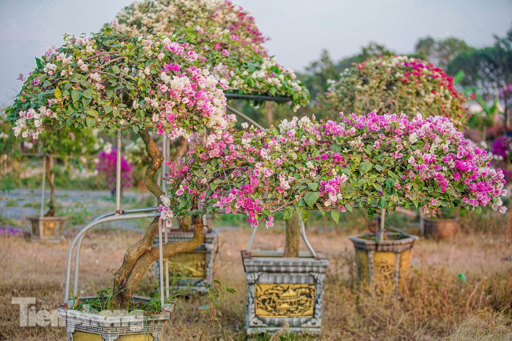 'Thủ phủ' hoa giấy miền Bắc rực rỡ khoe sắc, nhộn nhịp đón Tết- Ảnh 11.