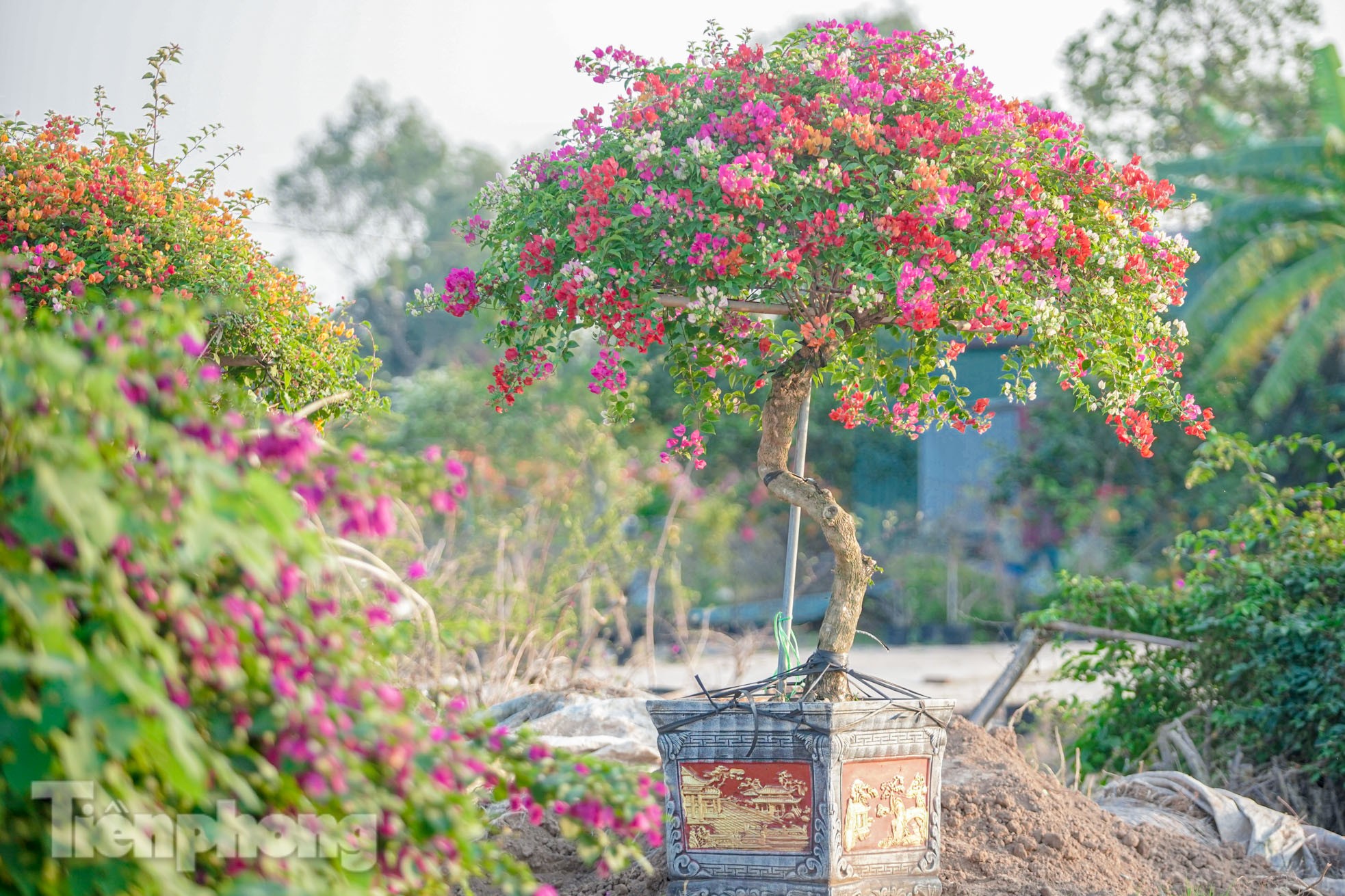 'Thủ phủ' hoa giấy miền Bắc rực rỡ khoe sắc, nhộn nhịp đón Tết- Ảnh 17.