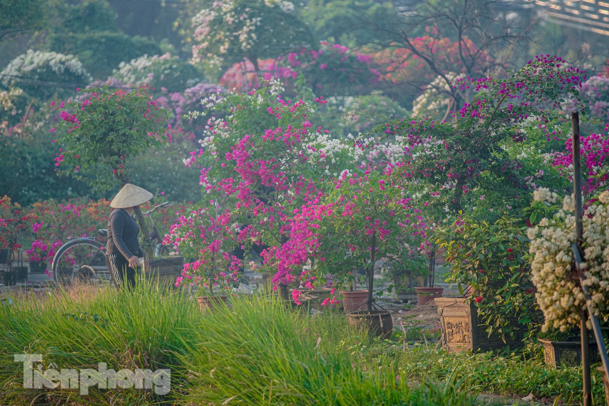 'Thủ phủ' hoa giấy miền Bắc rực rỡ khoe sắc, nhộn nhịp đón Tết- Ảnh 2.