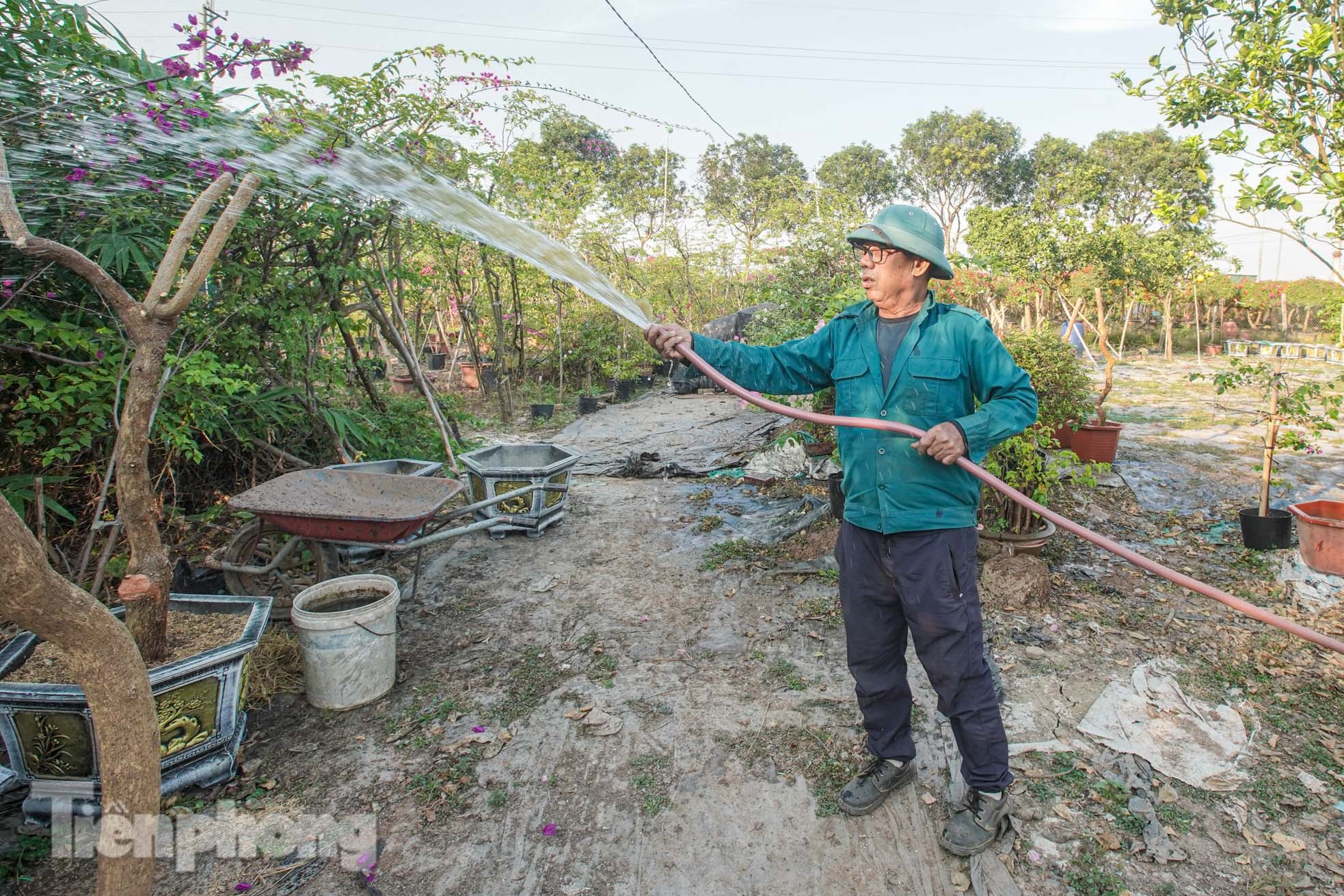 'Thủ phủ' hoa giấy miền Bắc rực rỡ khoe sắc, nhộn nhịp đón Tết- Ảnh 4.