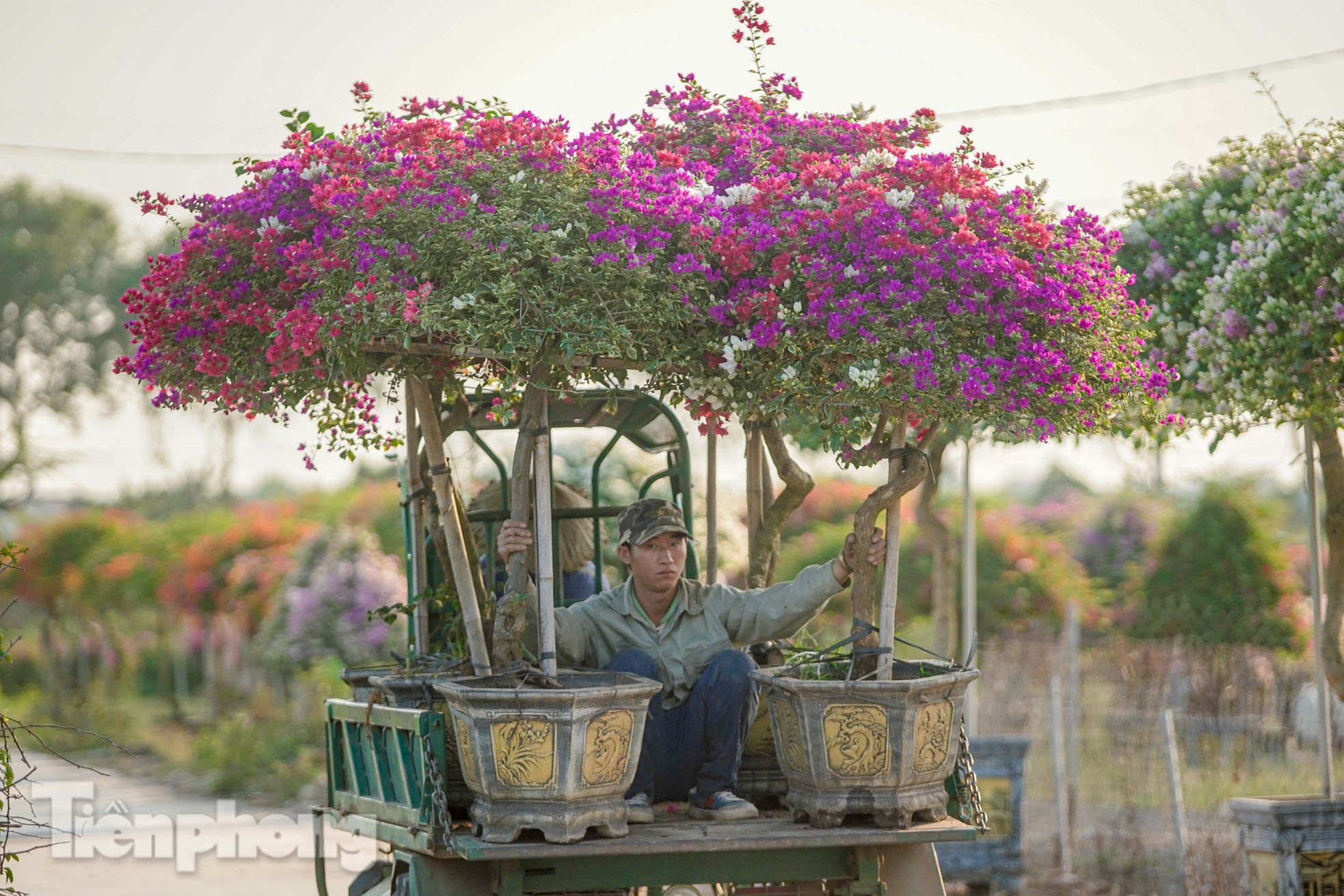 'Thủ phủ' hoa giấy miền Bắc rực rỡ khoe sắc, nhộn nhịp đón Tết- Ảnh 16.