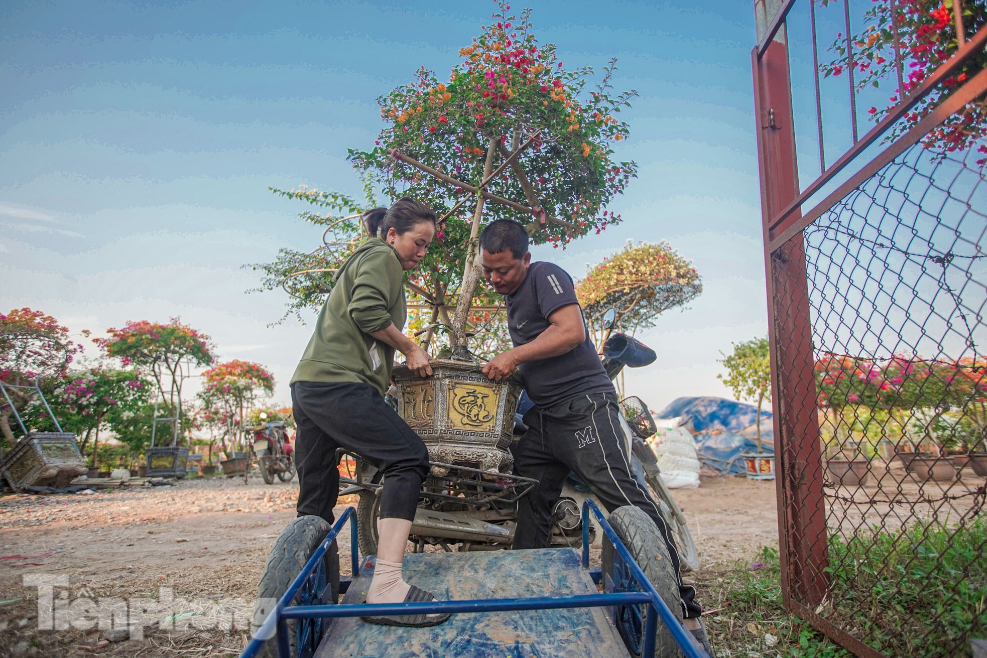 'Thủ phủ' hoa giấy miền Bắc rực rỡ khoe sắc, nhộn nhịp đón Tết- Ảnh 6.