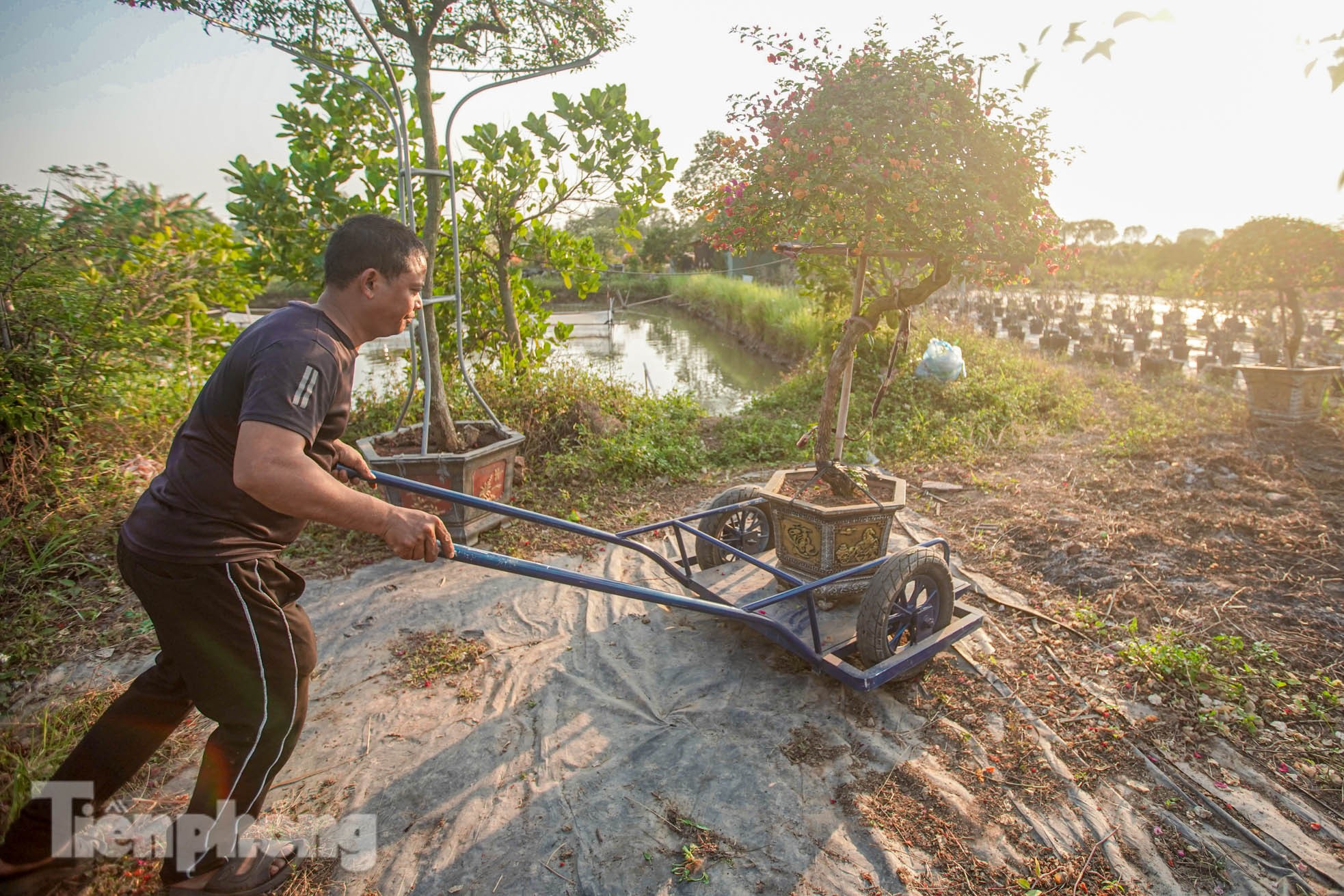 'Thủ phủ' hoa giấy miền Bắc rực rỡ khoe sắc, nhộn nhịp đón Tết- Ảnh 5.