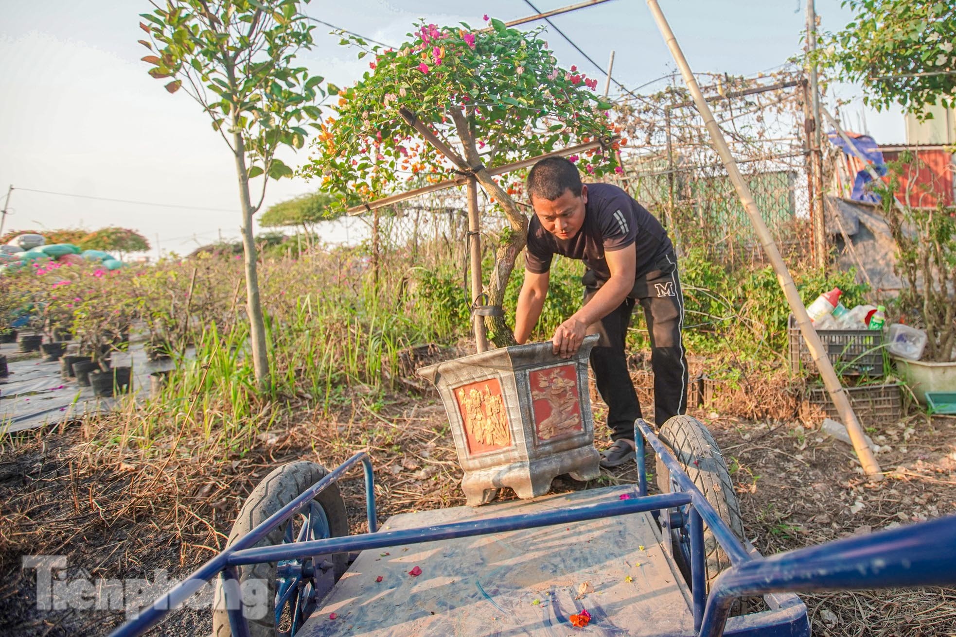 'Thủ phủ' hoa giấy miền Bắc rực rỡ khoe sắc, nhộn nhịp đón Tết- Ảnh 7.