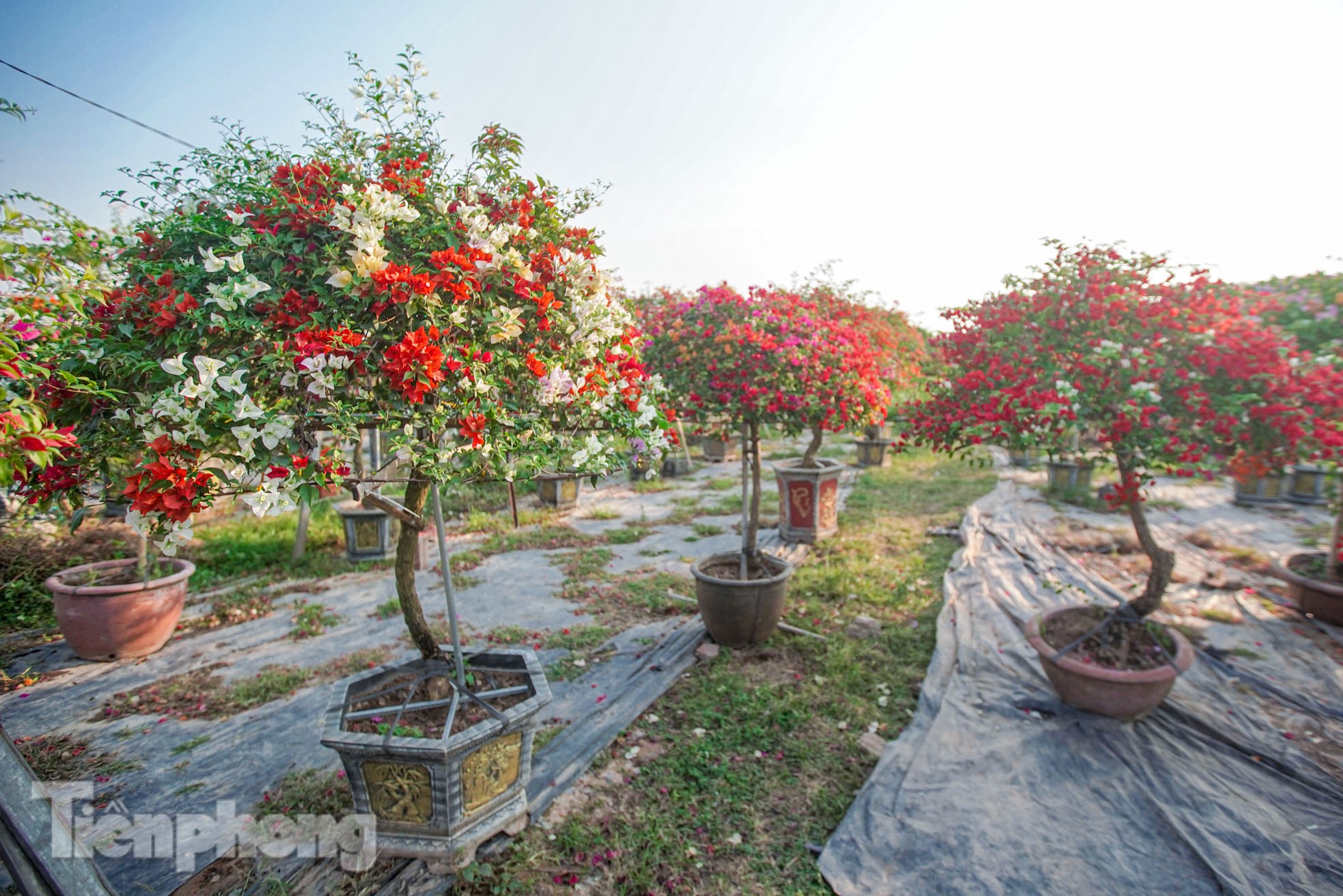 'Thủ phủ' hoa giấy miền Bắc rực rỡ khoe sắc, nhộn nhịp đón Tết- Ảnh 10.