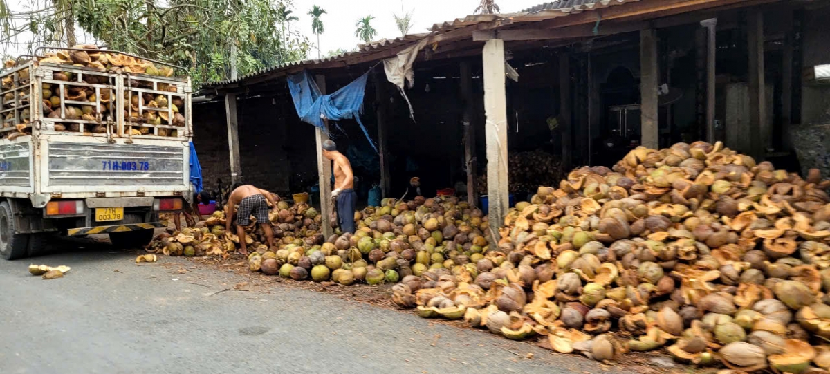 Giáp Tết, trái dừa tăng giá đột biến- Ảnh 5.