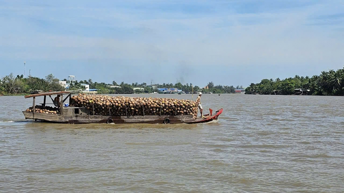 Giáp Tết, trái dừa tăng giá đột biến- Ảnh 4.