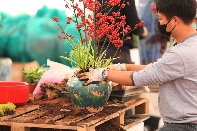 Đào đông độc lạ xuất hiện trên đường phố Hà Nội, giá lên tới hàng trăm triệu đồng- Ảnh 12.