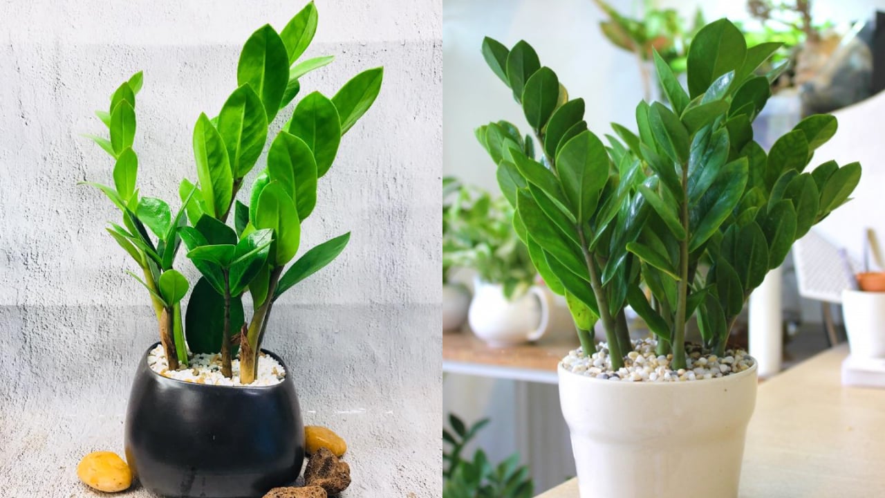 Loại cây sinh vượng khí, hút …