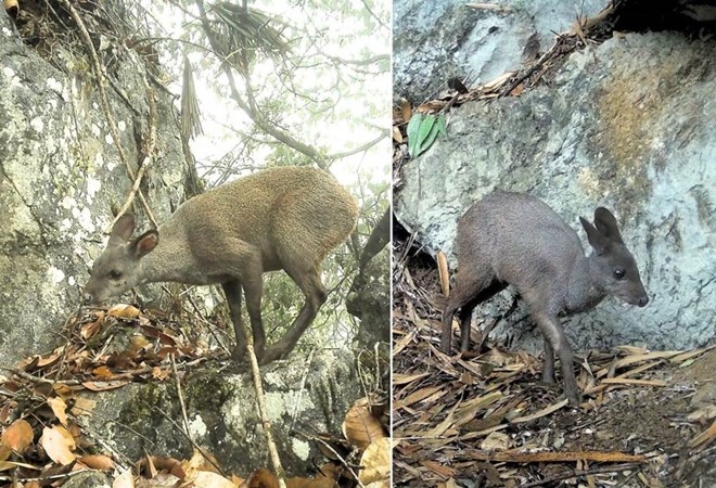 Cao Bằng: Lộ diện “kho báu sống” có mùi hương đặc biệt, đang bên bờ tuyệt chủng- Ảnh 1. Cao Bằng: Lộ diện “kho báu sống” có mùi hương đặc biệt, đang bên bờ tuyệt chủng- Ảnh 1.