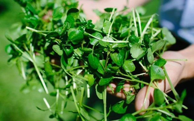 Mỹ đánh giá đây là loại rau t…