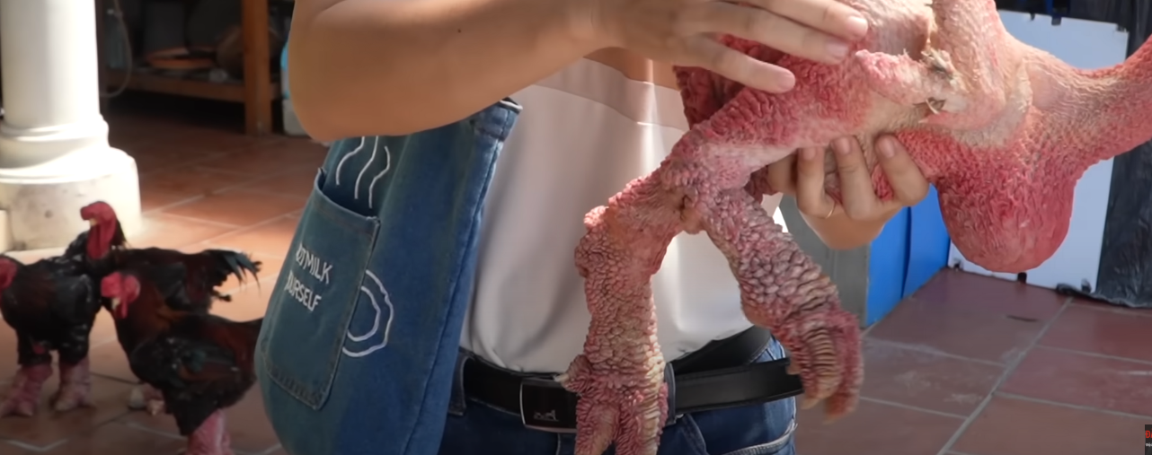 Con gà không lông, thích tắm nắng có giá 500 triệu duy nhất ở Việt Nam- Ảnh 3. Con gà không lông, thích tắm nắng có giá 500 triệu duy nhất ở Việt Nam- Ảnh 3.