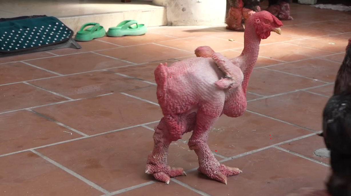 Con gà không lông, thích tắm nắng có giá 500 triệu duy nhất ở Việt Nam- Ảnh 1. Con gà không lông, thích tắm nắng có giá 500 triệu duy nhất ở Việt Nam- Ảnh 1.