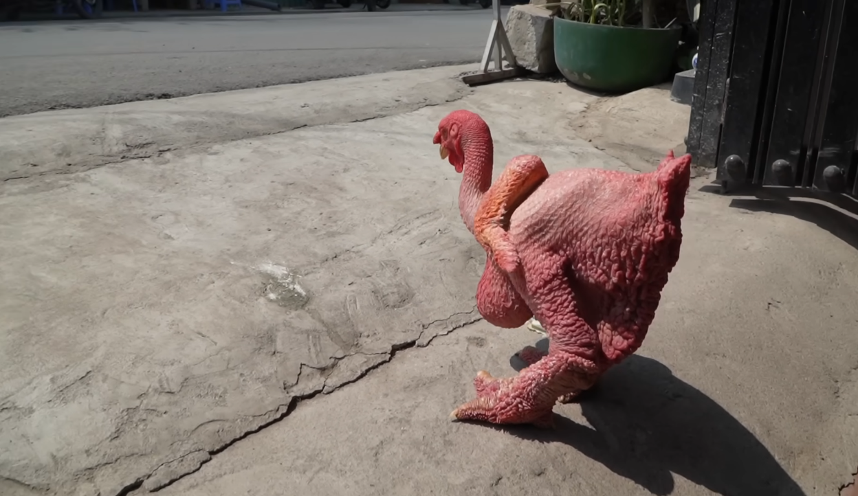 Con gà không lông, thích tắm nắng có giá 500 triệu duy nhất ở Việt Nam- Ảnh 4. Con gà không lông, thích tắm nắng có giá 500 triệu duy nhất ở Việt Nam- Ảnh 4.