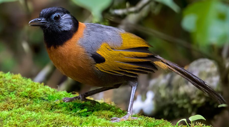 Ẩn trong tán rừng Tây Nguyên tồn tại một “kho báu” chỉ có ở Việt Nam- Ảnh 1. Ẩn trong tán rừng Tây Nguyên tồn tại một “kho báu” chỉ có ở Việt Nam- Ảnh 1.