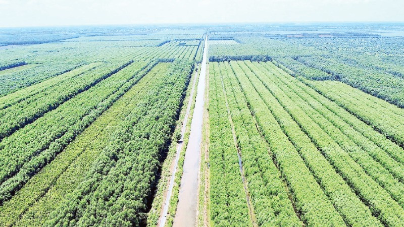 Loài cây “đẻ ra tiền tỷ” trên đất phèn U Minh Hạ: “Của hiếm” giúp người dân đổi đời- Ảnh 1.