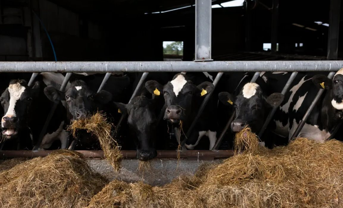 Thị trấn tại Ireland lao đao khi Nestle thông báo đóng cửa một nhà máy sữa bột trẻ em, 540 công nhân bơ vơ- Ảnh 2. Thị trấn tại Ireland lao đao khi Nestle thông báo đóng cửa một nhà máy sữa bột trẻ em, 540 công nhân bơ vơ- Ảnh 2.