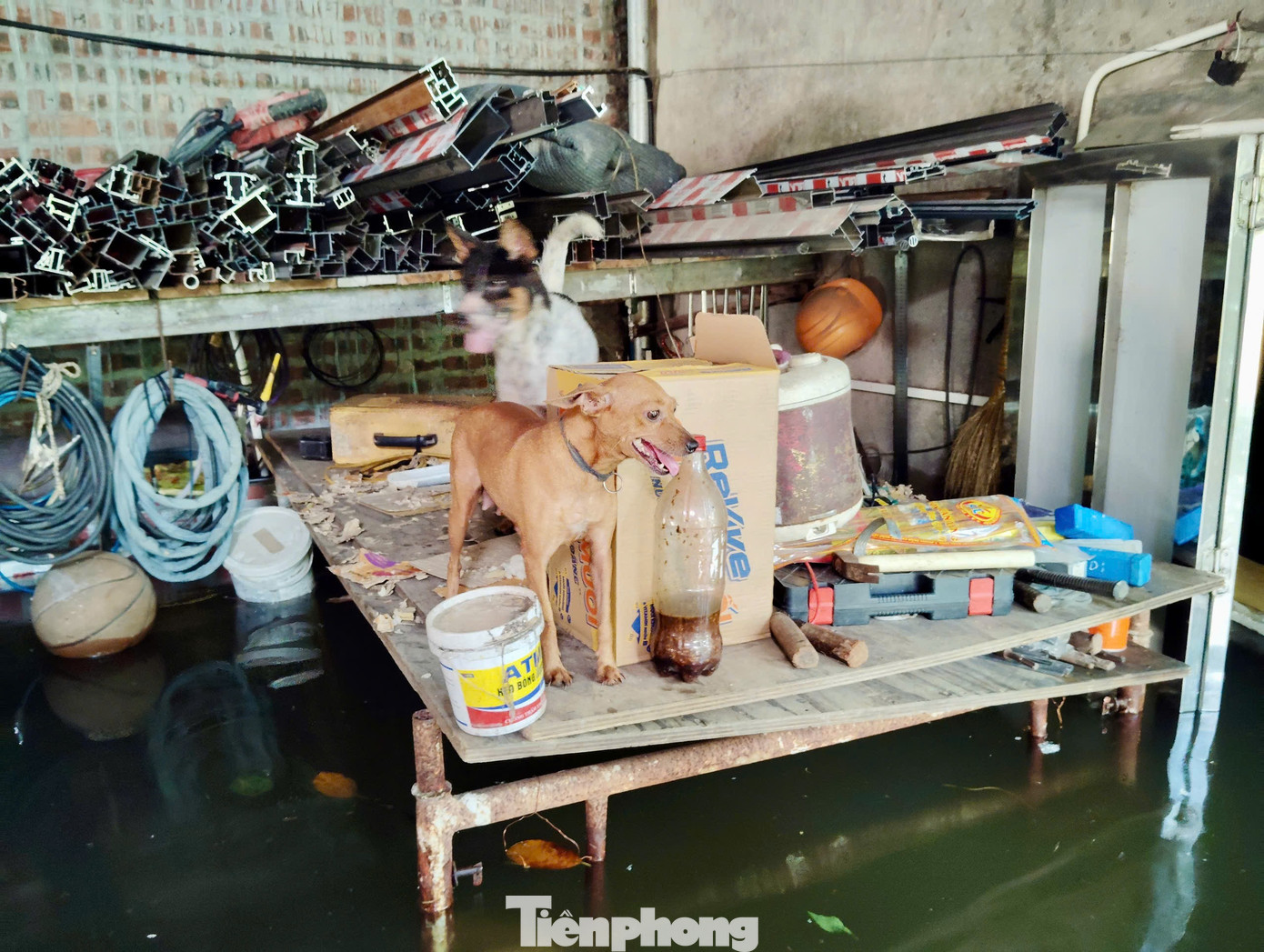 Nhiều khu vực xã Sóc Sơn ngập sâu 1,5 mét- Ảnh 12. Nhiều khu vực xã Sóc Sơn ngập sâu 1,5 mét- Ảnh 12.