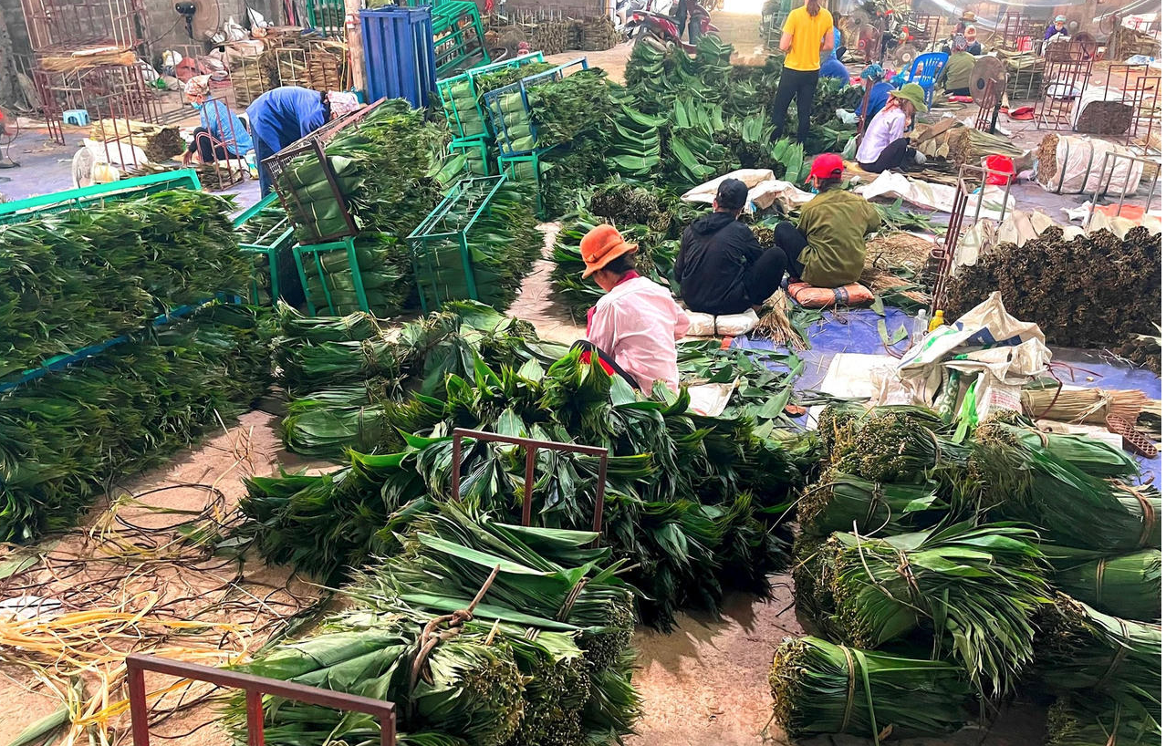 Loại lá trước kia cho không ai lấy, nay được Trung Quốc bao mua: Người dân Phú Thọ “hái ra tiền tỷ”- Ảnh 1.
