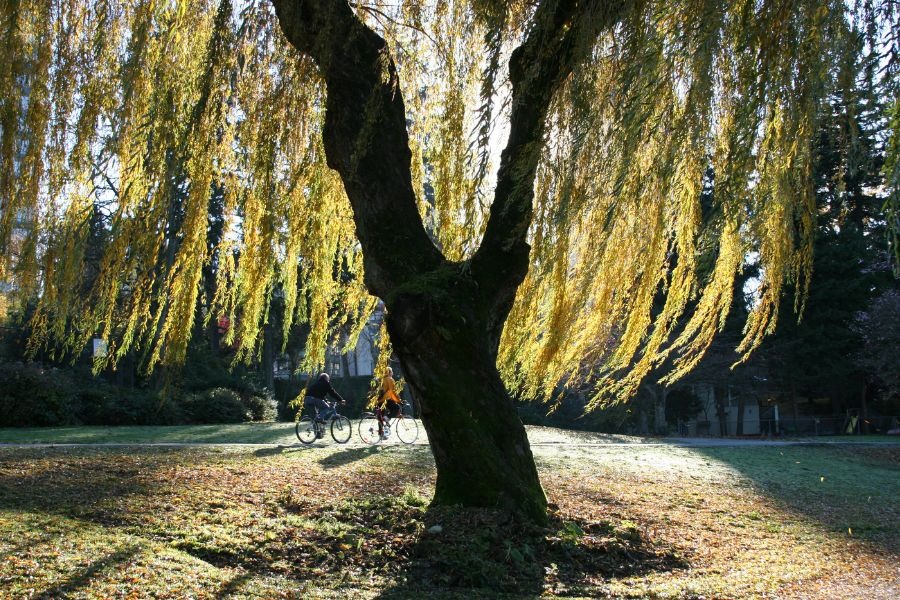 Chặt 3 cây ngoài sân, gỡ 4 vật trong nhà: Vận đổi nhanh như tên lửa, dễ giàu to- Ảnh 1. Chặt 3 cây ngoài sân, gỡ 4 vật trong nhà: Vận đổi nhanh như tên lửa, dễ giàu to- Ảnh 1.