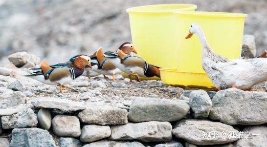 Câu chuyện kỳ lạ của cụ ông nuôi nhầm loài quý hiếm suốt 14 năm- Ảnh 4.