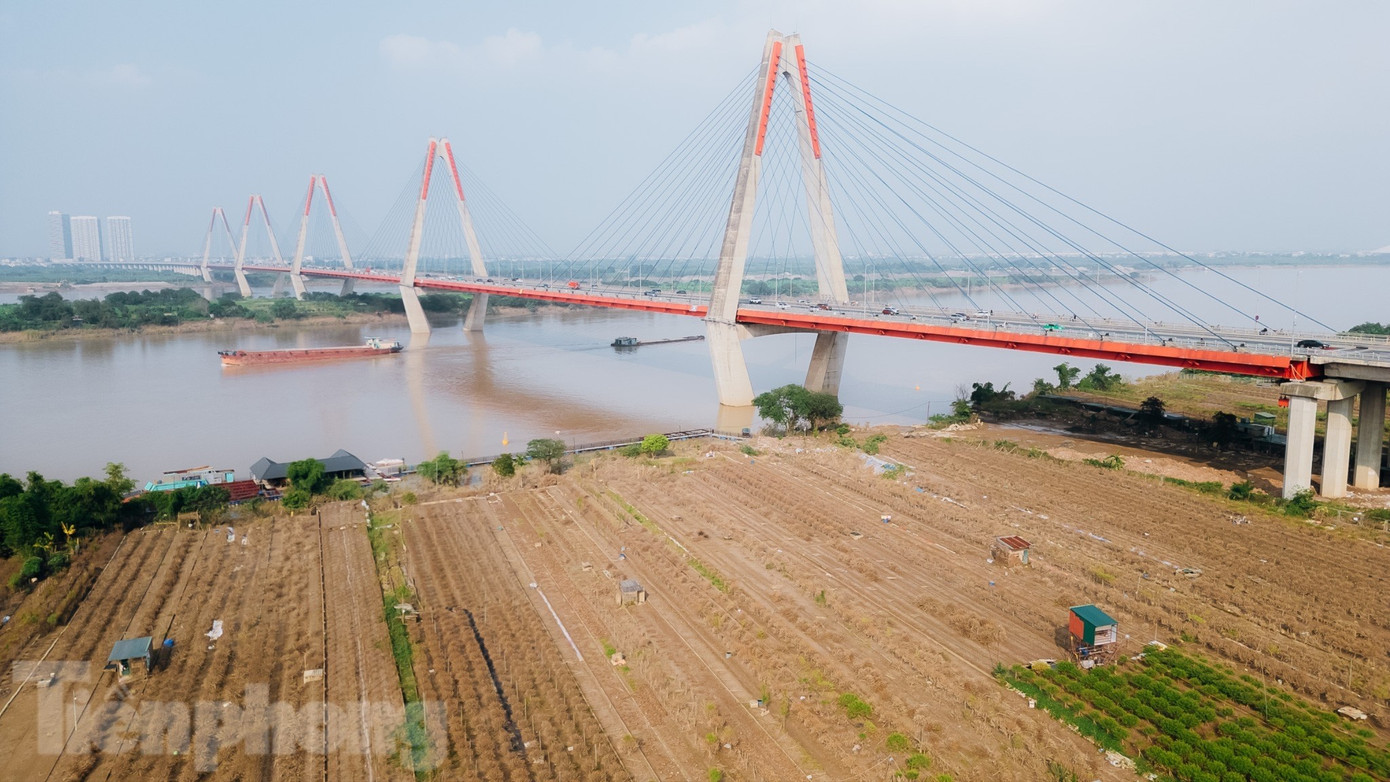 Đào Nhật Tân chết khô chết héo- Ảnh 1. Đào Nhật Tân chết khô chết héo- Ảnh 1.
