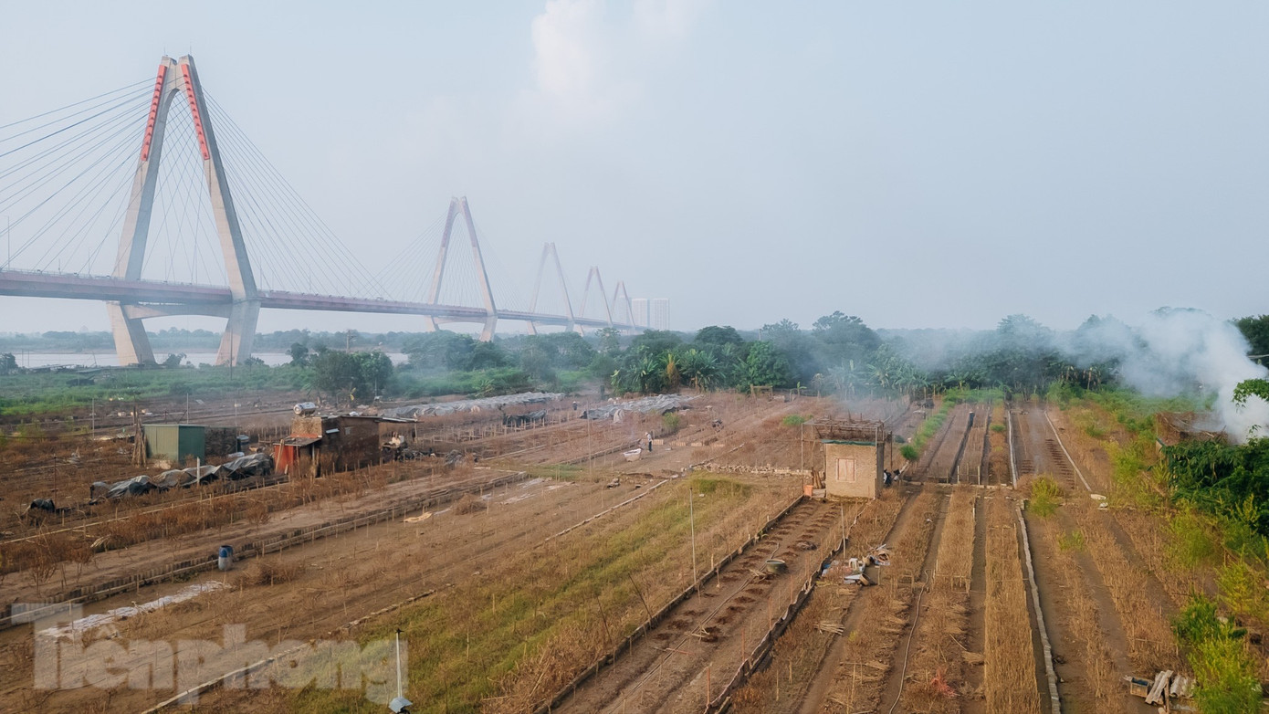 Đào Nhật Tân chết khô chết héo- Ảnh 11. Đào Nhật Tân chết khô chết héo- Ảnh 11.