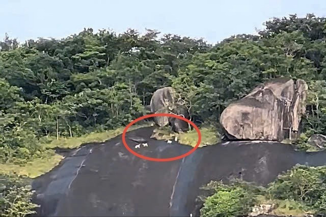 An Giang xác minh thông tin 4 con khỉ trắng xuất hiện ở Hòn Sơn- Ảnh 1.
