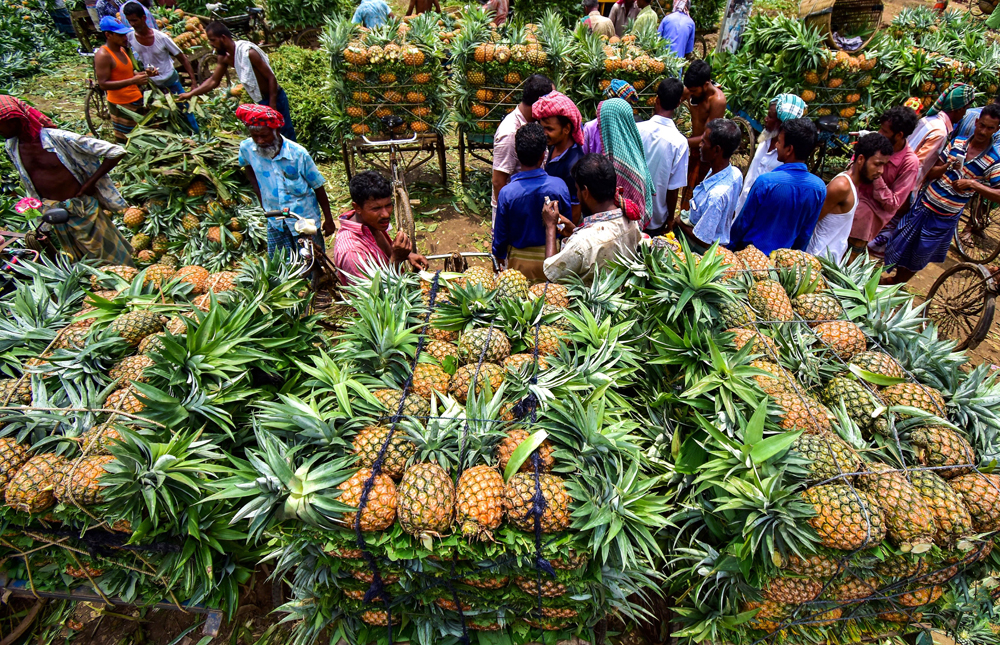 Không phải sầu riêng, loại quả của Việt Nam sang Nga đắt hàng kỷ lục: xuất khẩu tăng hơn 400%, sản lượng 860.000 tấn/năm- Ảnh 1.