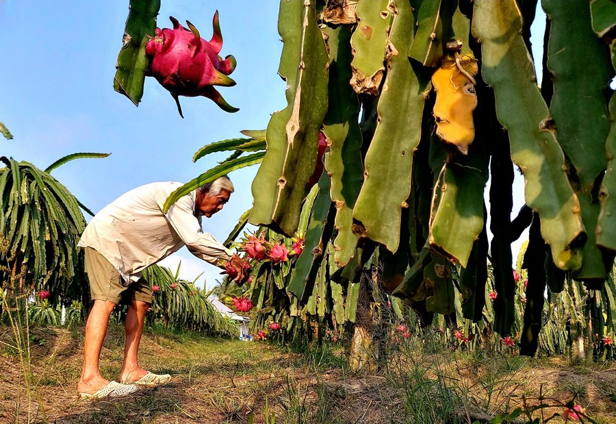 Xuất khẩu Việt Nam lập kỷ lục nhờ một loại quả, Thái Lan tính 'bắt tay': Giấc mơ 10 tỷ USD không còn xa- Ảnh 2. Xuất khẩu Việt Nam lập kỷ lục nhờ một loại quả, Thái Lan tính 'bắt tay': Giấc mơ 10 tỷ USD không còn xa- Ảnh 2.