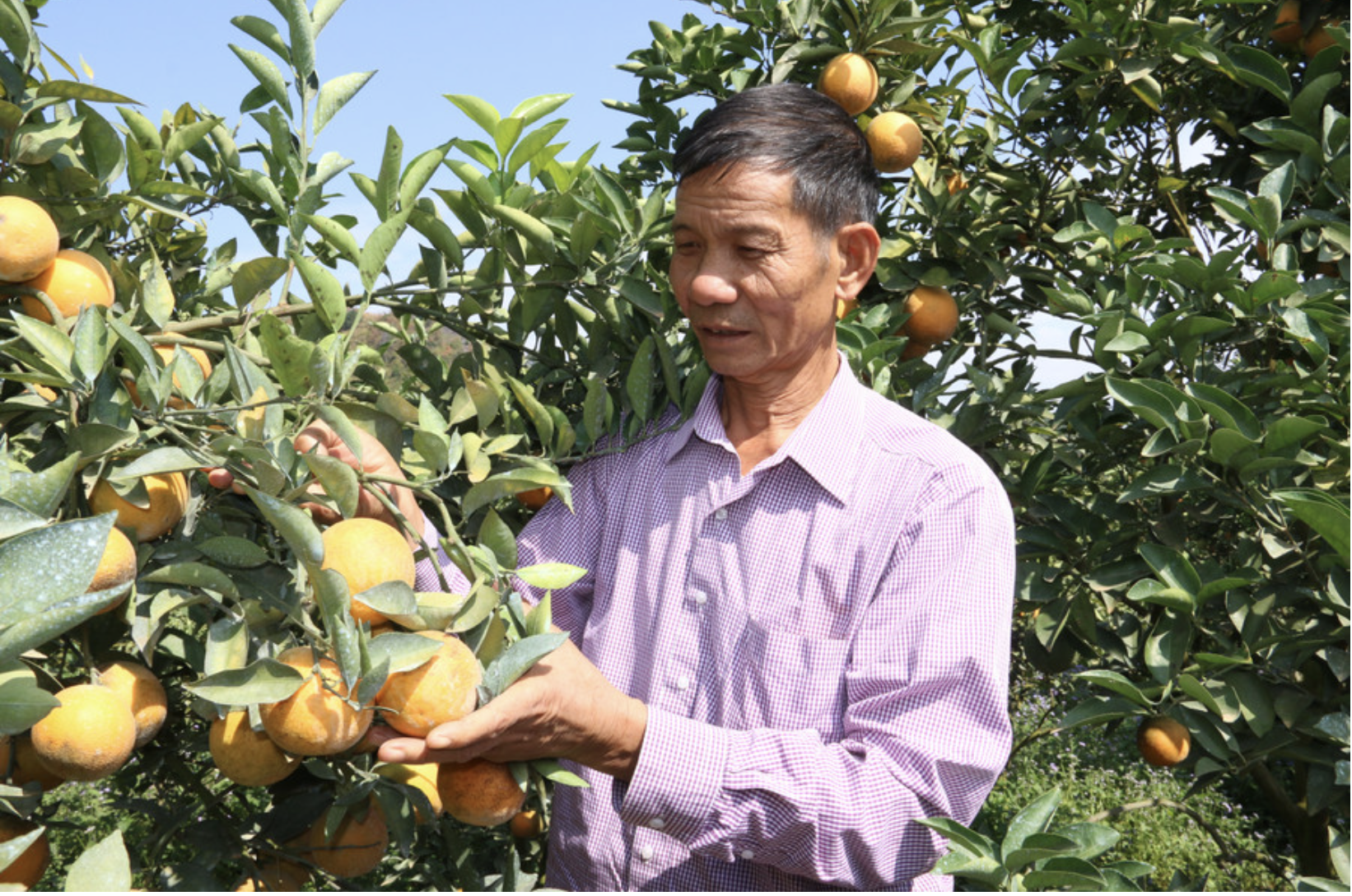 Bỏ việc ở Bệnh viện Quân y, người đàn ông về Sơn La trồng thứ cây lạ đời “ra quả không biết mệt” rồi thành tỷ phú- Ảnh 1. Bỏ việc ở Bệnh viện Quân y, người đàn ông về Sơn La trồng thứ cây lạ đời “ra quả không biết mệt” rồi thành tỷ phú- Ảnh 1.