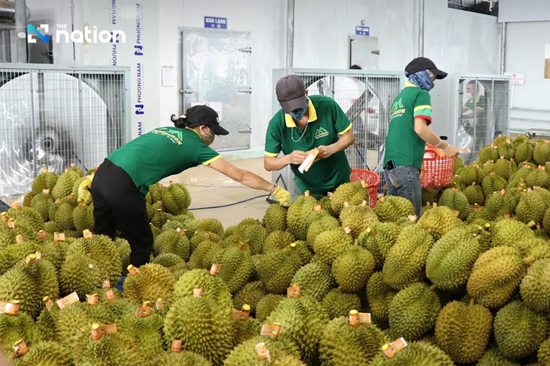 Xuất khẩu Việt Nam lập kỷ lục nhờ một loại quả, Thái Lan tính 'bắt tay': Giấc mơ 10 tỷ USD không còn xa- Ảnh 1. Xuất khẩu Việt Nam lập kỷ lục nhờ một loại quả, Thái Lan tính 'bắt tay': Giấc mơ 10 tỷ USD không còn xa- Ảnh 1.