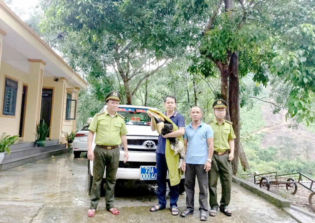 "Vị khách lạ" đáp xuống nhà dân, không ngờ là loài quý hiếm, nguy cấp- Ảnh 1. "Vị khách lạ" đáp xuống nhà dân, không ngờ là loài quý hiếm, nguy cấp- Ảnh 1.