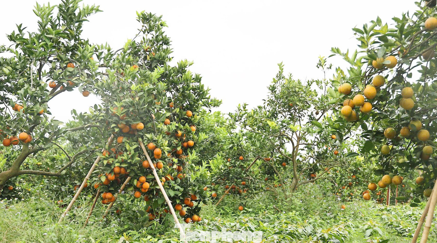 Bỏ việc ở Bệnh viện Quân y, người đàn ông về Sơn La trồng thứ cây lạ đời “ra quả không biết mệt” rồi thành tỷ phú- Ảnh 2. Bỏ việc ở Bệnh viện Quân y, người đàn ông về Sơn La trồng thứ cây lạ đời “ra quả không biết mệt” rồi thành tỷ phú- Ảnh 2.