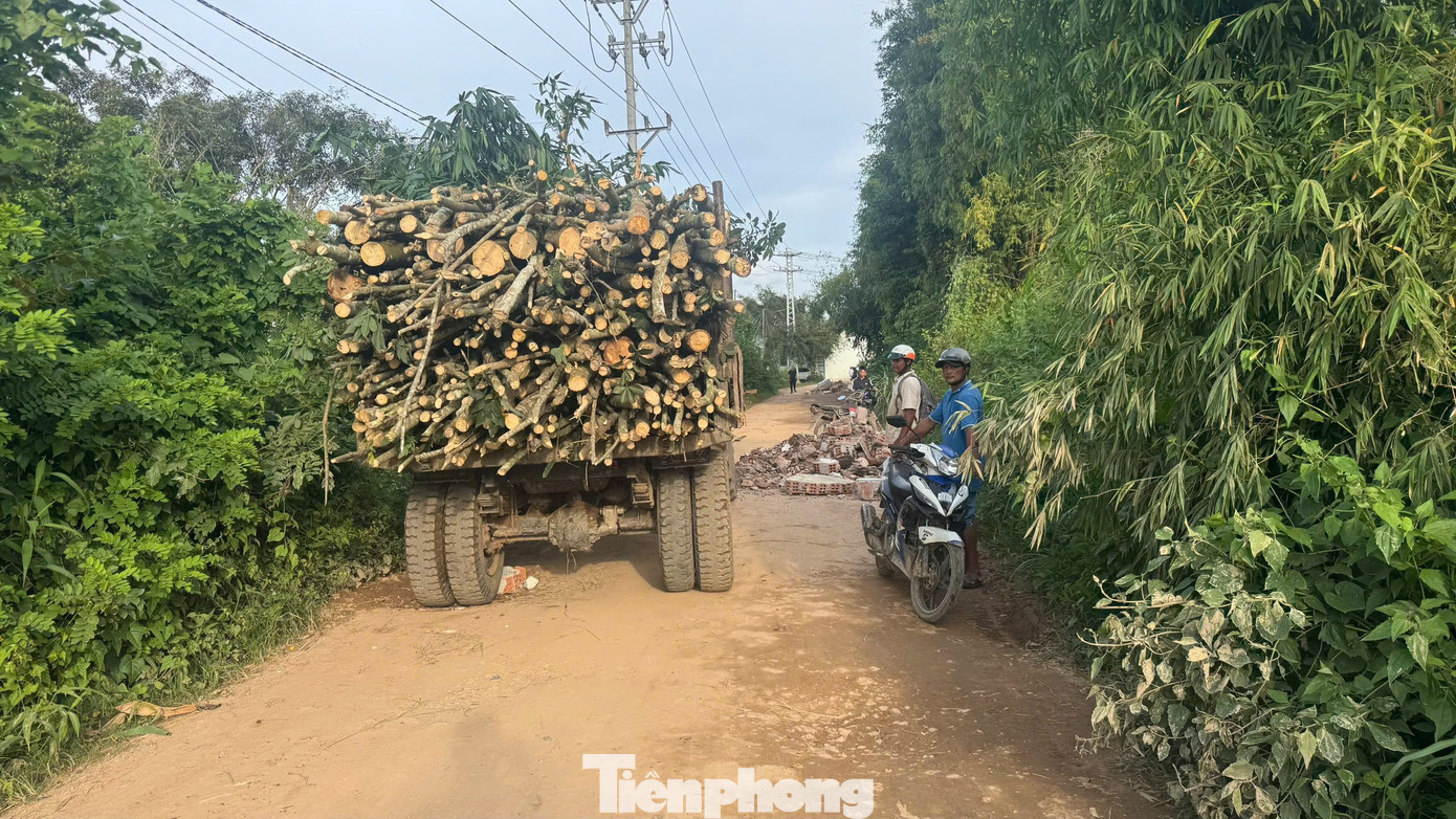 Cầu hơn 120 tỷ xây xong nằm ‘phơi nắng mưa’ chờ… 3 hộ dân- Ảnh 8. Cầu hơn 120 tỷ xây xong nằm ‘phơi nắng mưa’ chờ… 3 hộ dân- Ảnh 8.