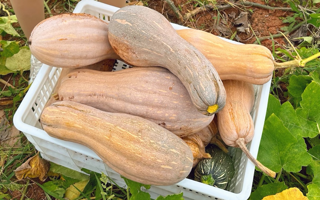 Ông lão nông dân khuyên: "Mua bí ngô, đừng nhìn vào kích thước, hãy chú ý 4 điểm này, sẽ chọn được quả chất lượng tuyệt hảo!- Ảnh 3. Ông lão nông dân khuyên: "Mua bí ngô, đừng nhìn vào kích thước, hãy chú ý 4 điểm này, sẽ chọn được quả chất lượng tuyệt hảo!- Ảnh 3.