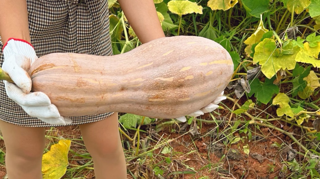 Ông lão nông dân khuyên: "Mua bí ngô, đừng nhìn vào kích thước, hãy chú ý 4 điểm này, sẽ chọn được quả chất lượng tuyệt hảo!- Ảnh 4. Ông lão nông dân khuyên: "Mua bí ngô, đừng nhìn vào kích thước, hãy chú ý 4 điểm này, sẽ chọn được quả chất lượng tuyệt hảo!- Ảnh 4.