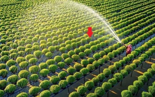 Một tổ chức của LHQ: VN đủ khả năng giúp nhiều nước tăng năng suất trong lĩnh vực đóng góp hơn 12% GDP- Ảnh 1.