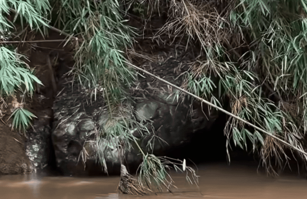 Dòng sông yên ả bỗng dậy sóng vì 'rắn khổng lồ', người dân bàn tán khiến phóng viên đến tận nơi xác minh- Ảnh 4. Dòng sông yên ả bỗng dậy sóng vì 'rắn khổng lồ', người dân bàn tán khiến phóng viên đến tận nơi xác minh- Ảnh 4.