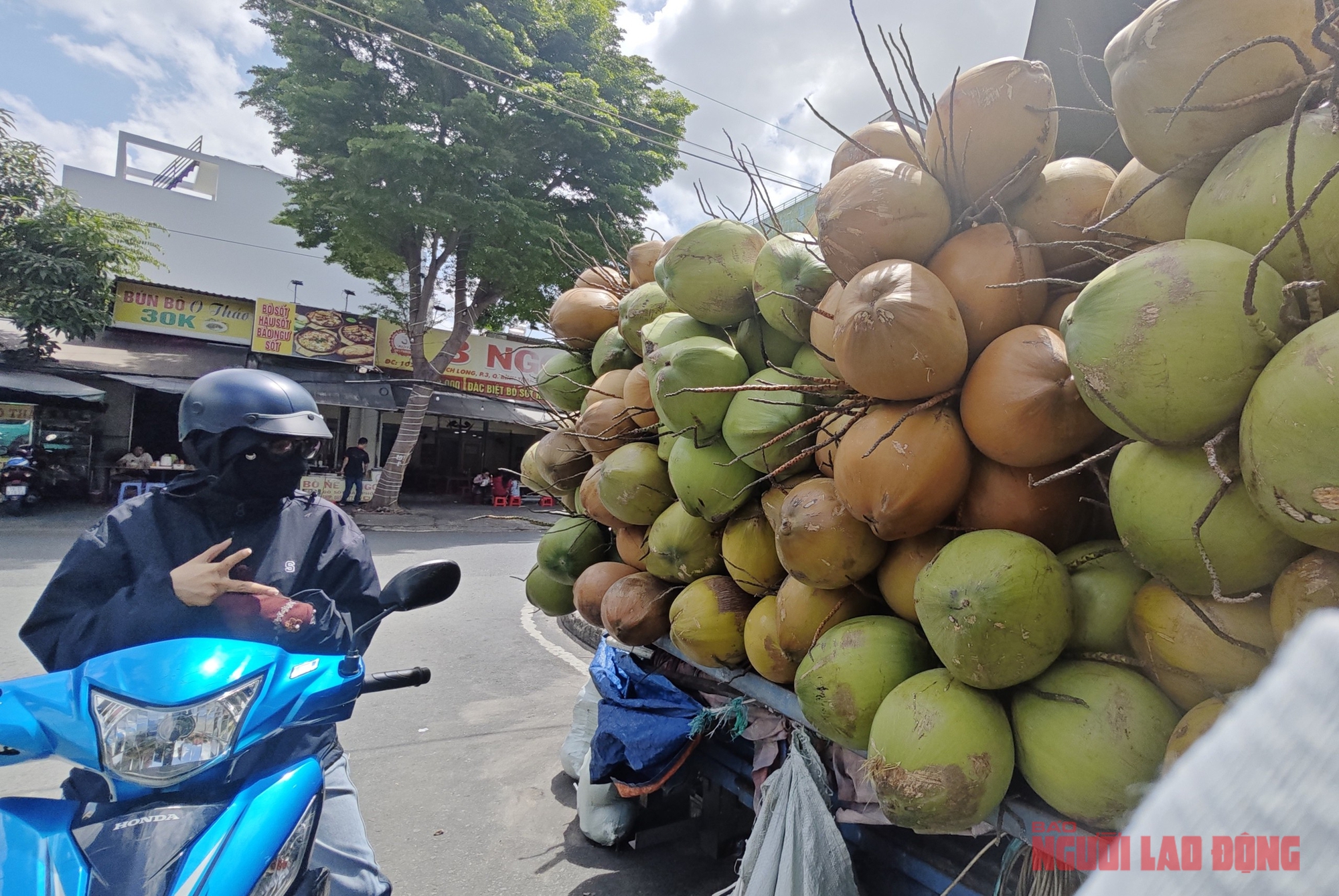 Rõ lý do giá dừa tươi rớt thảm- Ảnh 1. Rõ lý do giá dừa tươi rớt thảm- Ảnh 1.