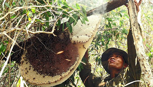Đặc sản đắt nhất thế giới 40 triệu/kg, Việt Nam có loại thiên nhiên nguyên bản, thơm ngọt chẳng kém cạnh- Ảnh 3. Đặc sản đắt nhất thế giới 40 triệu/kg, Việt Nam có loại thiên nhiên nguyên bản, thơm ngọt chẳng kém cạnh- Ảnh 3.