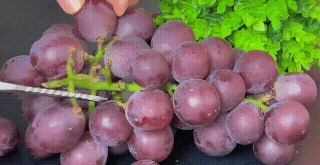 Dùng muối và baking soda rửa nho là sai, đây mới là cách đúng khiến trứng côn trùng cũng phải tự động Dùng muối và baking soda rửa nho là sai, đây mới là cách đúng khiến trứng côn trùng cũng phải tự động