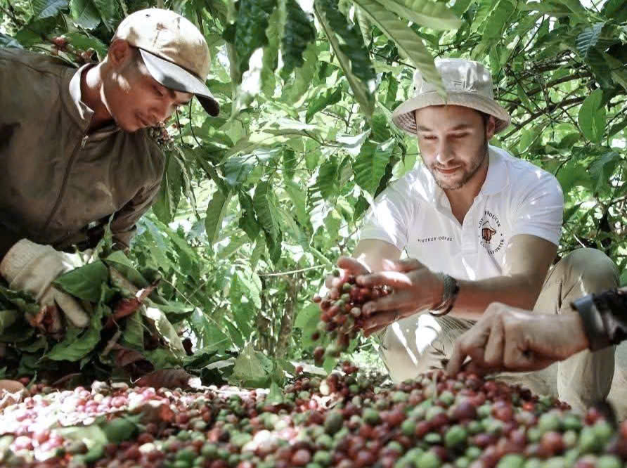 Giá cà phê hôm nay 17-10: Robusta tăng tiếp- Ảnh 1. Giá cà phê hôm nay 17-10: Robusta tăng tiếp- Ảnh 1.