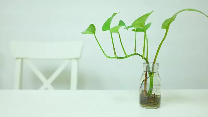 Không cần máy lọc khí: 10 loại cây đặt trong nhà mới giúp bay mùi sơn, hút sạch khí độc chỉ sau vài tuần- Ảnh 5. Không cần máy lọc khí: 10 loại cây đặt trong nhà mới giúp bay mùi sơn, hút sạch khí độc chỉ sau vài tuần- Ảnh 5.