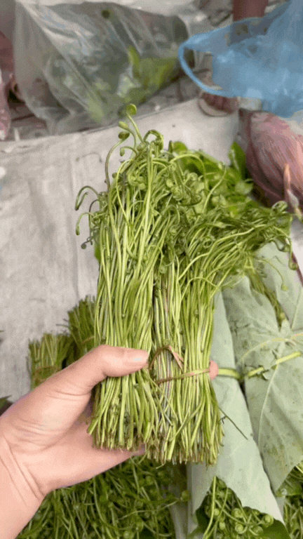 Món rau Tây Bắc gây sốt TikTok: Phắc cút tò ngòng là gì mà ai xem cũng muốn ăn thử?- Ảnh 2. Món rau Tây Bắc gây sốt TikTok: Phắc cút tò ngòng là gì mà ai xem cũng muốn ăn thử?- Ảnh 2.