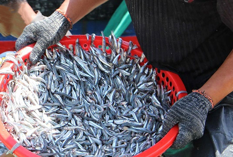 Loại cá được mệnh danh là "thức ăn cho cơm nhà nghèo", giá chỉ 10.000đ/kg, mình nhỏ nhưng cực nhiều chất- Ảnh 3. Loại cá được mệnh danh là "thức ăn cho cơm nhà nghèo", giá chỉ 10.000đ/kg, mình nhỏ nhưng cực nhiều chất- Ảnh 3.