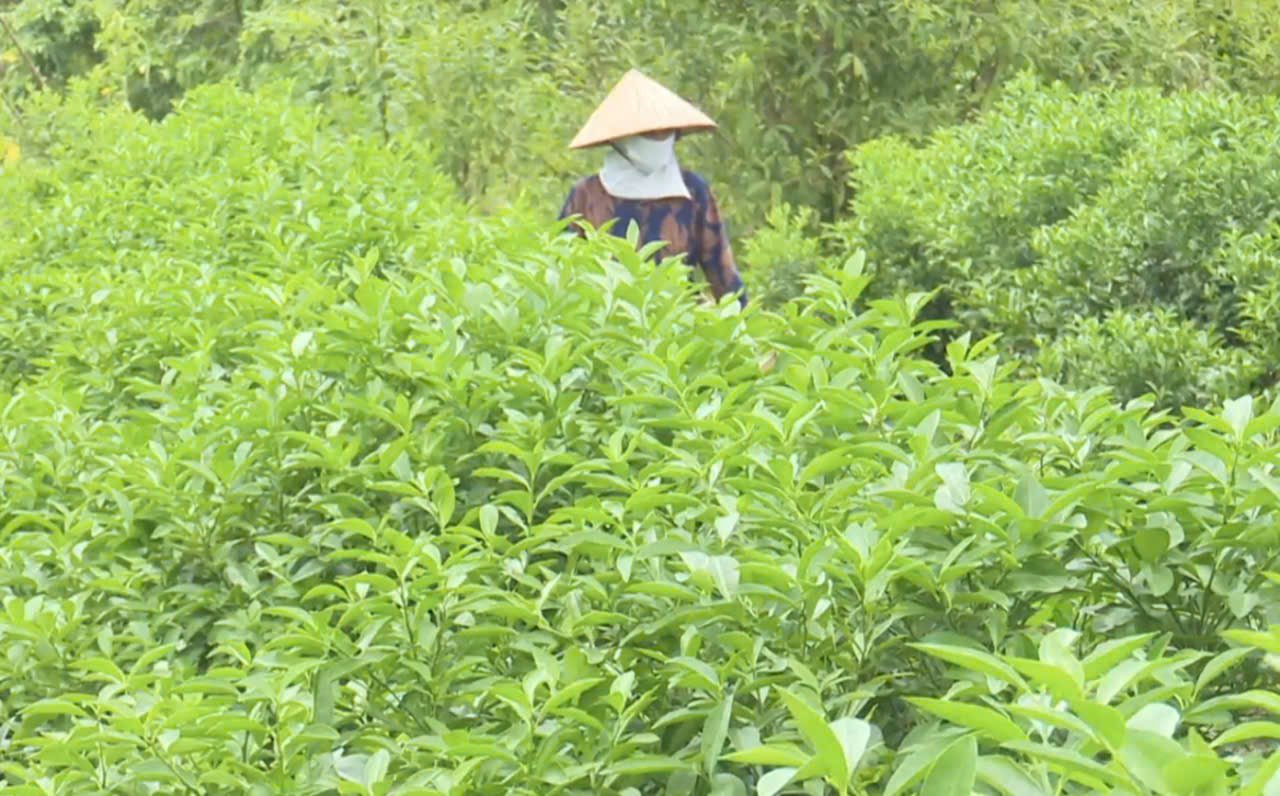 Loại lá rẻ như cho của Việt Nam nay đắt đỏ khi “xuất ngoại”: Âu, Mỹ nhập về chuyên dùng cho ẩm thực cao cấp- Ảnh 1. Loại lá rẻ như cho của Việt Nam nay đắt đỏ khi “xuất ngoại”: Âu, Mỹ nhập về chuyên dùng cho ẩm thực cao cấp- Ảnh 1.